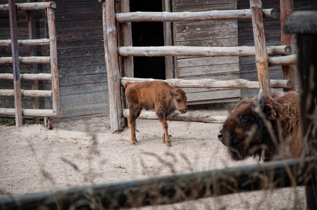 Buffalo bison ox in zoo park. Wildlife and fauna. Buffalo bison ox. Wild animals and wildlife. Animal in zoo. Fur.の写真素材