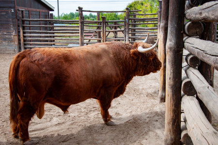 Wild animals and wildlife. Animal in zoo. Highland cow bull in zoo park. Wildlife and fauna. Highland cow bull.の写真素材