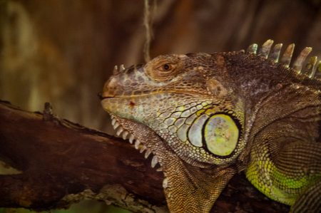 Iguana lizard reptile in zoo park. Wildlife and fauna. Iguana lizard reptile. Wild animals and...
