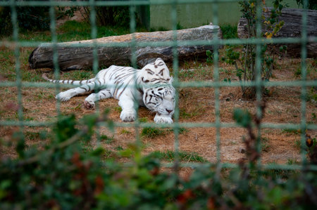 Animal in zoo. Bengal tiger in zoo park. Wildlife and fauna. Bengal tiger. Wild animals and...