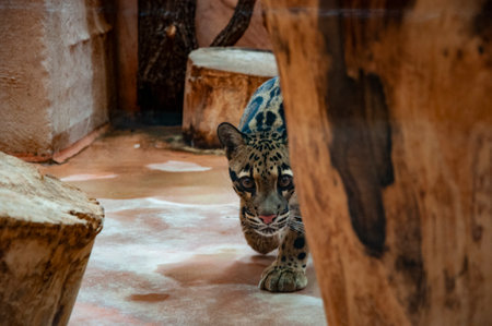 Wild animals and wildlife. Animal in zoo. Formosan clouded leopard in zoo park. Wildlife and fauna. Formosan clouded leopard. Stealthy leopard.の写真素材