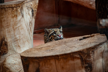 Formosan clouded leopard. Wild animals and wildlife. Animal in zoo. Formosan clouded leopard in zoo...