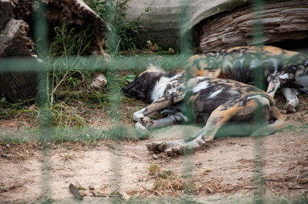 Wild animals and wildlife. Animal in zoo. African wild dog hyenas in zoo park. Wildlife and fauna. Hyaenas in cage. African wild dog hyenas.の写真素材
