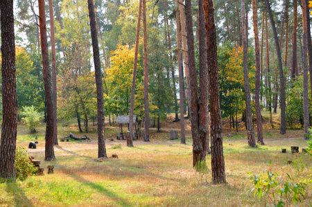 Autumn landscape. Fall nature landscape. Autumn nature in Central park. Seasonal fall landscape....