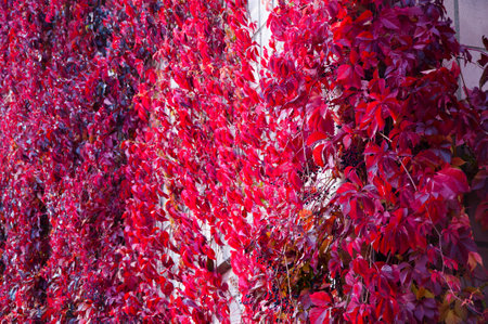 Plant vine. Climbing plant with red leaves. Autumn nature. Fall red leaves of vine or liana. Fall...