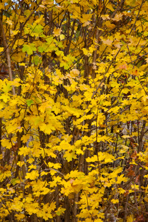 Yellow leaves. Central park in autumn. Autumn landscape. Fall nature landscape. Autumn nature in...