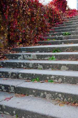 Stairs with plant vine. Climbing plant with red leaves. Autumn nature. Fall red leaves of vine or liana. Fall season in autumnal nature. Vine red leaves climbing on the wall. Autumn season.の写真素材