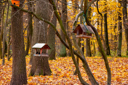 Bird feeder in autumn forest nature or Central park of New York outdoor with yellow fall fallen...