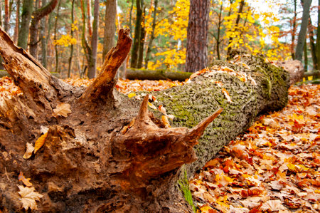 Nature of autumn forest. Landscape of meadow at park. Autumn park nature. Scenic landscape of woodland. Central park. Nature of forest. Yellow forest wood landscape in autumn. Fallen tree.の写真素材