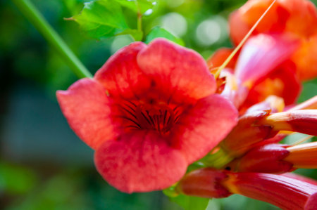 Campsis red vine flowering plant has long flowers. Red Campsis flower in nature outdoor. Trumpet vine.の写真素材
