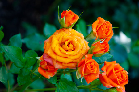 Rose bush. Beautiful fresh roses in nature. Orange peel tea roses bush in garden. Summer blooming flower. Soft flower petals. Rose garden in spring.の写真素材