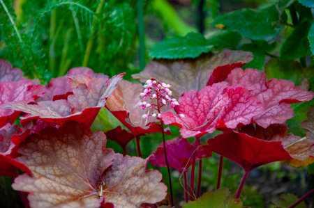 Heuchera perennial plant with red autumn color leaves outdoor. Heuchera in nature.の写真素材