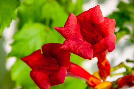 Campsis red vine flowering plant has long flowers. Red Campsis flower in nature outdoor.