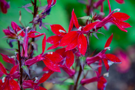 Lobelia red flower blooming outdoor in nature. Red flower of Lobelia. Nature beauty. Natural beauty.の写真素材