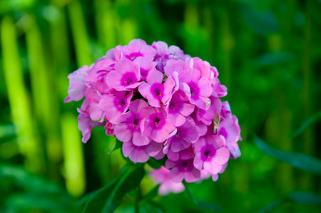 Phlox flower blooming pink color in outdoor garden. Floral nature. Flourish plant. Blooming flower.