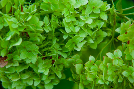 Blooming spring flower. Summer green flower. Greenhouse spring plant. Hydrangea in summer garden....