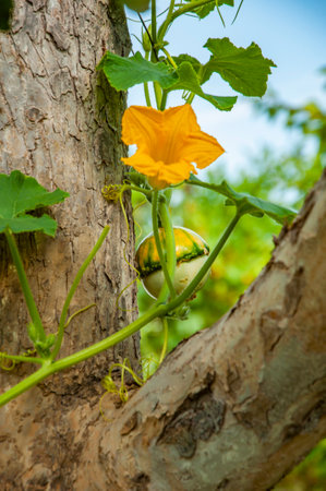Autumn harvest in farm. Flower. Gourd vegetable flower in the garden. Squash organic vegetable flowering. Halloween pumpkin growing outdoor. Organic cucurbita flower harvest. Flowering vegetable.の写真素材