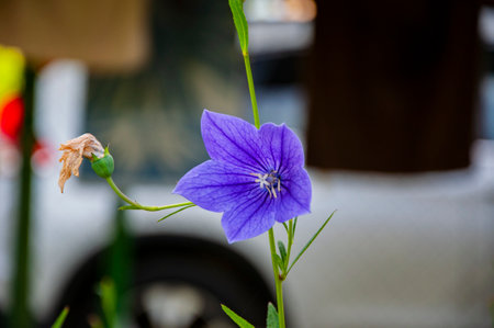Platycodon blue flower outdoor. Chinese bellflower or balloon flower in garden. Flowering nature. Platycodon grandiflorus.の写真素材