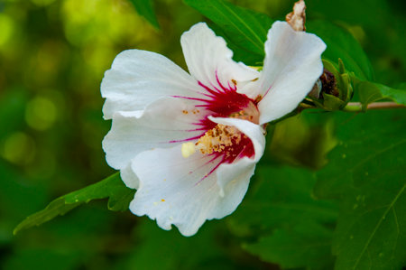 Nature of flower. Summer hibiscus in bloom. Blossoming hibiscus flower. Nature beauty. Hibiscus flower blooming in the garden. Flowering hibiscus gentle flower.の写真素材
