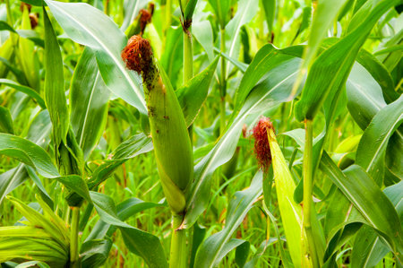 Field of corn. Maize crop harvest. Agriculture and harvesting in farm. Corn crop Maize harvest...