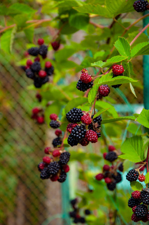 Organic berry harvest. Vitamin garden. Blackberry berry. Branch of ripe blackberry on a bush in a garden. Fresh blackberries. Ripe organic blackberry. Fresh red ripe blackberries.の写真素材