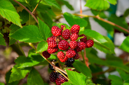Blackberry berry. Branch of ripe blackberry on a bush in a garden. Fresh blackberries. Ripe organic blackberry. Fresh red ripe blackberries. Organic berry harvest. Vitamin garden. Fructose.の写真素材