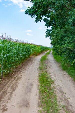 Corn crop harvest in village. Road way in village field of corn. Maize crop harvest. Agriculture and...
