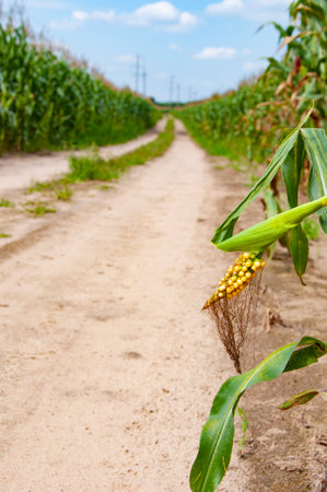 Corn crop Maize harvest farming. Countryside road in maize field. Corn crop harvest in village. Road...