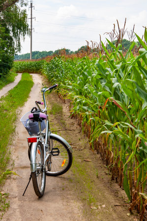 Countryside road in maize field. Bicycle. Corn crop harvest in village. Road way in village field of corn. Maize crop harvest. Agriculture and harvesting in farm. Corn crop Maize harvest farming.の写真素材