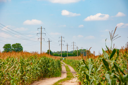 Maize crop harvest. Agriculture harvesting in farm. Corn crop Maize harvest farming. Countryside...