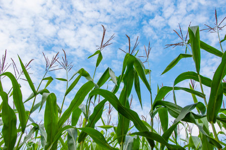 Cultivation. Organic maize field. Corn crop harvest in village. Field of corn. Maize crop harvest....