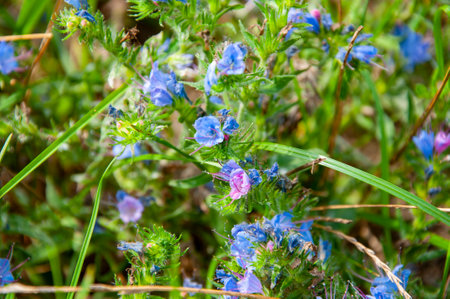 Spring primrose blue color flower in the garden or field. Spring primrose nature flower. Lungwort or...