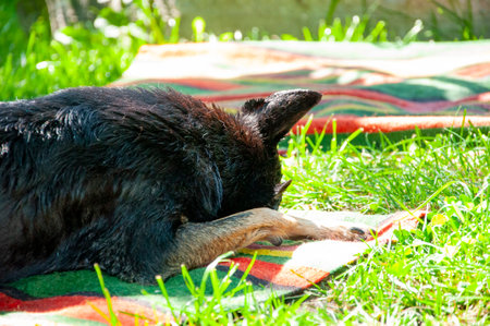 Grooming dog after washing shower. Dog drying. Drying and washing. Wet dog dry itself outdoor. Pet animal care wash. Hygiene and care of wet pet. Air drying pets.の写真素材