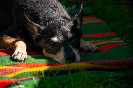 Grooming dog after washing shower. Dog drying. Drying and washing. Wet dog dry itself outdoor. Pet animal care wash. Hygiene and care of wet pet. Drying short-haired pets.の写真素材