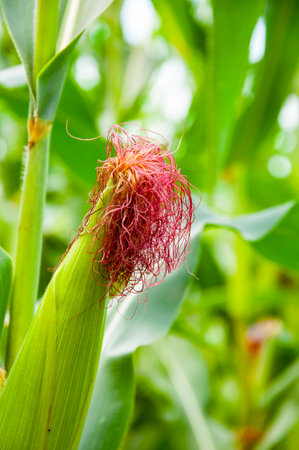 Agriculture and harvesting in farm. Corn crop Maize harvest farming. Cultivation. Organic maize...