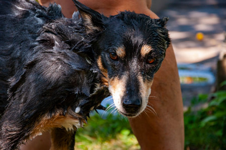 Dog owner washing his pet. Dog washing outdoor covered in soap foam. Hygiene. Grooming dog. Pet animal care and wash. Hygiene and care of animals. Grooming salon. Regular grooming.の写真素材