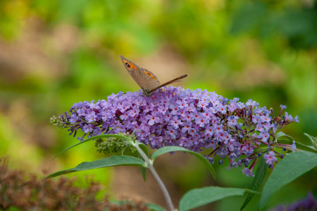 Maniola jurtina on Buddleja. Meadow brown butterfly. Buddleja purple flower. Butterfly bush. Butterfly or Buddleja flower. Buddleia flower purple color with butterfly insect. Macro.の写真素材