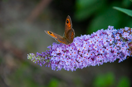 Buddleia flower purple color with butterfly insect. Maniola jurtina on Buddleja. Meadow brown butterfly. Buddleja purple flower. Butterfly bush. Butterfly or Buddleja flower garden.の写真素材