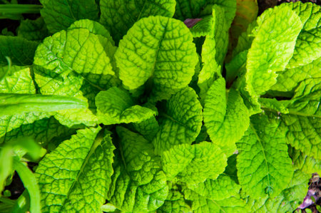 Green nature background. Natural vegetation background. Background of nature green color. Green...