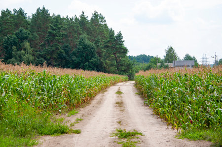 Corn crop Maize harvest farming. Countryside road in maize field. Corn crop harvest village. Road...