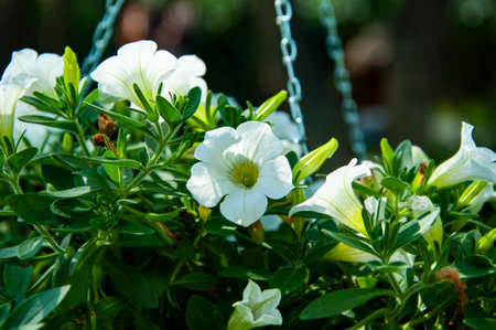 Petunia flower background. Surfinia flower white color outdoor in nature.の写真素材