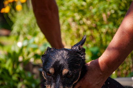 Hygiene and care of animals. Grooming salon. Dog owner washing his pet. Dog washing outdoor covered in soap foam. Hygiene. Grooming dog. Pet animal care and wash. Animal care.の写真素材