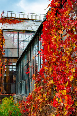 Orangery in autumn with fallen leaves. Glass greenhouse house. Autumn orangery greenhouse. Winer garden with red autumn leaves vine. Fall greenhouse glass orangery. Fall gardening. Ornamental plants.の写真素材