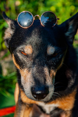 Dog in summer sunglasses outdoor. Pet dog in sunglasses has mestizo breed. Pet adoption. Adopt a dog. Pet day. Pet-friendly home. Sunglasses accessory fashion style. Face portrait.の写真素材