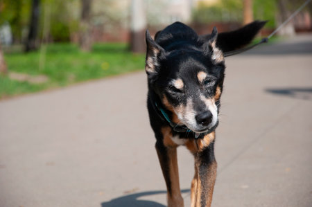Black old dog pet walking outdoor on sunny day. Dog adoption. Pet day. Animal support.の写真素材