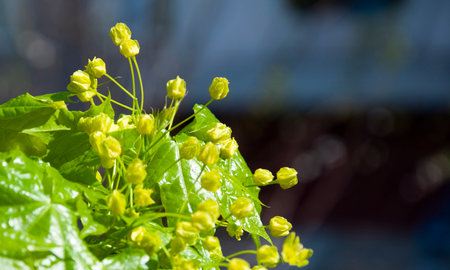 New life. Spring sprout grow. Green leaf on bunch. Green young leaf of tree in spring nature with bright leaves, green environment. Nature in spring. Copy space banner advertisement.の写真素材