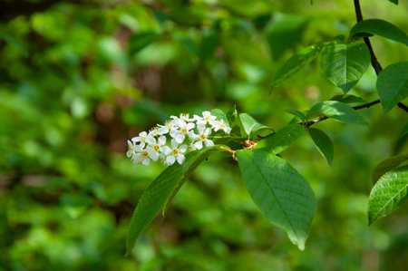 Beautiful spring hackberry flower on cherry tree. Hagberry flower in bloom in spring. Spring nature. Bird cherry with blooming flower. Blossom spring season. Mayday tree blossom with green leaves.の写真素材