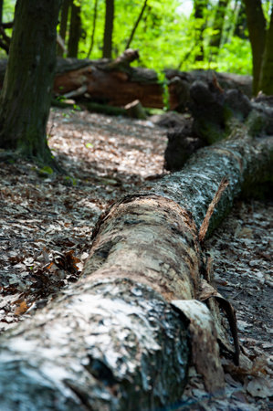 Fallen tree trunk in forest with root. Hiking concept. Nature in wood. Selective focus.の写真素材