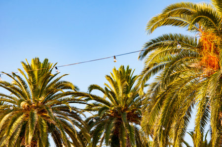 Tropical outdoor scene with palm tree at sunset. Tropical summer vacation. Exotic nature. Palm tree. Summer vacation. Palm tree of California. Tropical beach.の写真素材
