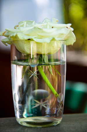 Rose flower in glass of water. Minimal floral arrangement. Romantic gesture with rose flower in glass vase. Floral beauty. Minimal nature decoration. Garden rose white color in vase.の写真素材
